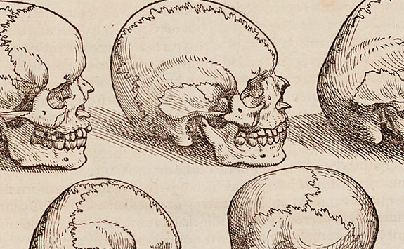 Old skulls illustration